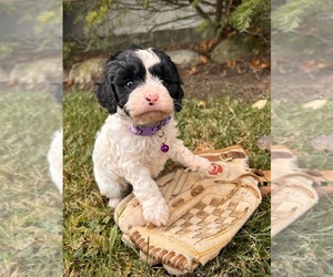 Cavapoo Puppy for sale in MIDDLEBURY, IN, USA