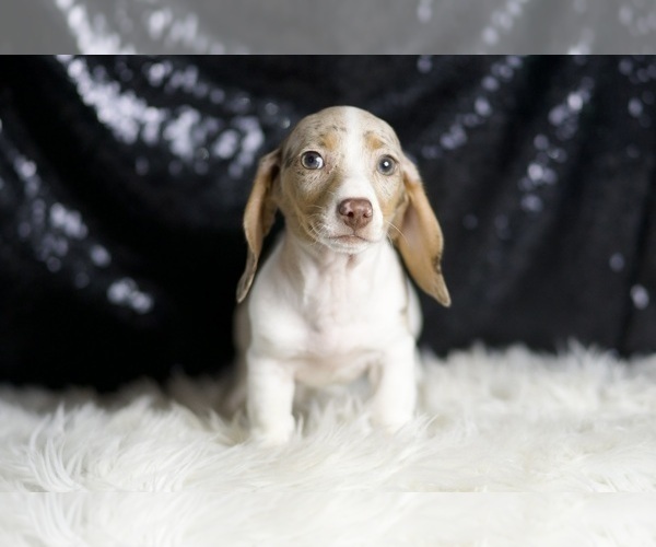 Medium Photo #88 Dachshund Puppy For Sale in WARSAW, IN, USA