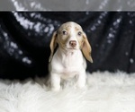 Small #3 Dachshund