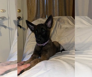 Malinois Puppy for sale in GRAYLING, MI, USA