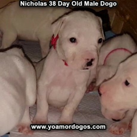 Medium Photo #17 Dogo Argentino Puppy For Sale in PINEVILLE, MO, USA