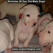 Small Photo #17 Dogo Argentino Puppy For Sale in PINEVILLE, MO, USA