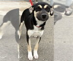 Small #1 German Shepherd Dog Mix