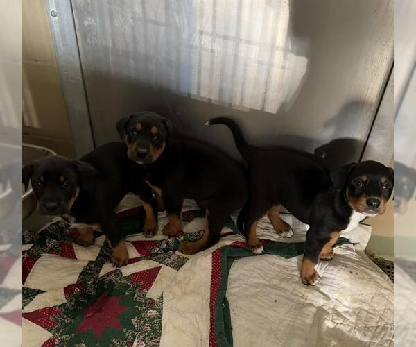 Medium Photo #1 Doberman Pinscher-Unknown Mix Puppy For Sale in Riverside, CA, USA
