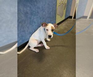 American Pit Bull Terrier-Labrador Retriever Mix Dogs for adoption in Rockwall, TX, USA