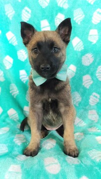 Medium Photo #1 Malinois Puppy For Sale in LANCASTER, PA, USA
