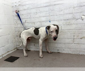 Mutt Dogs for adoption in San Bernardino, CA, USA