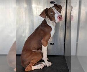 American Staffordshire Terrier-Unknown Mix Dogs for adoption in San Antonio, TX, USA