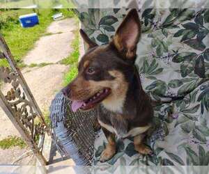 Dachshund-Unknown Mix Dogs for adoption in Boston, MA, USA