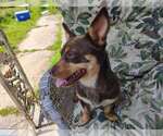 Small Dachshund Mix