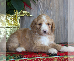 Goldendoodle-Poodle (Standard) Mix Puppy for sale in HONEY BROOK, PA, USA