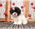 Small #2 Shih-Poo