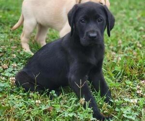 Labrador Retriever Puppy for sale in APPOMATTOX, VA, USA