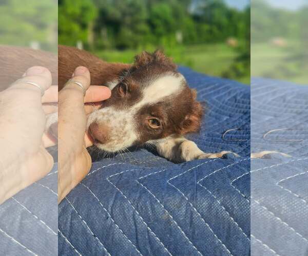 Medium Photo #7 Australian Shepherd-Chihuahua Mix Puppy For Sale in Wakefield, RI, USA