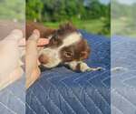 Small #6 Australian Shepherd-Chihuahua Mix