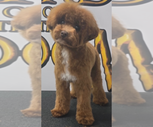 Father of the Poodle (Toy) puppies born on 06/22/2026
