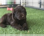 Small Photo #26 Labradoodle Puppy For Sale in FLORENCE, TX, USA