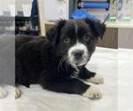 Small Border Collie Mix