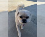Small #2 Pug Mix