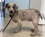 Small Photo #2 Aussiedoodle Miniature  Puppy For Sale in Washington, DC, USA