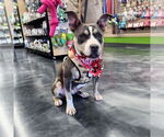 Small #4 American Pit Bull Terrier Mix