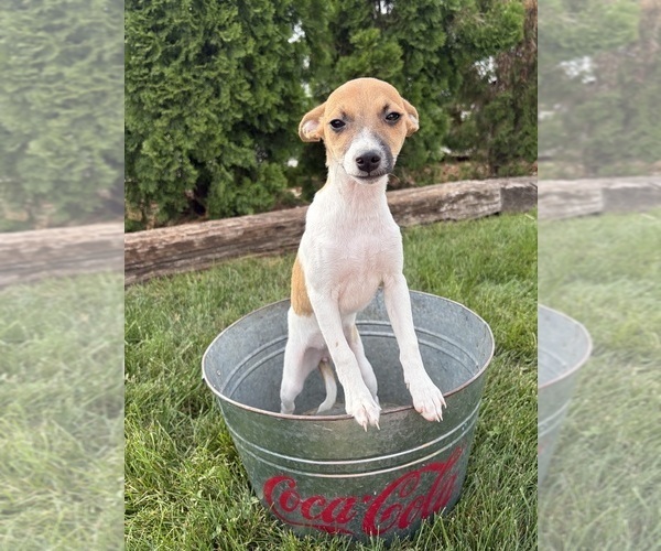 Medium Photo #3 Jack-Rat Terrier Puppy For Sale in MIDDLEBURY, IN, USA