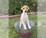 Stella - Female Jack-Rat Terrier Puppy for Sale - Photo #3