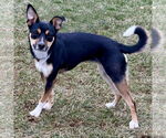 Small Photo #6 Jack-Rat Terrier Puppy For Sale in Batavia, OH, USA