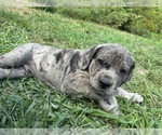 Small #3 Cane Corso-Daniff Mix