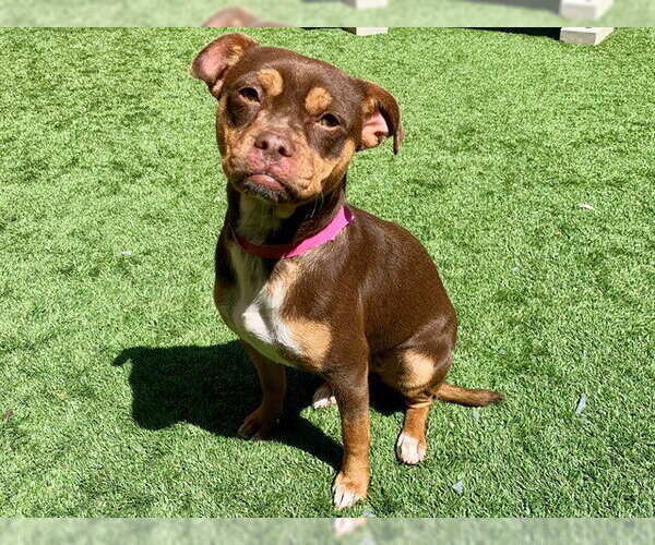 Medium Photo #1 Chihuahua-Unknown Mix Puppy For Sale in Moreno Valley, CA, USA