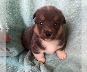 Cardigan Welsh Corgi Puppy for sale in CLARE, IL, USA