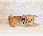 Puppy Starshine Chihuahua