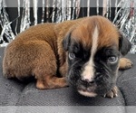 Small #6 Boxer