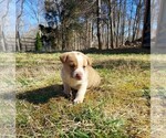Small #5 American Pit Bull Terrier-Border Collie Mix