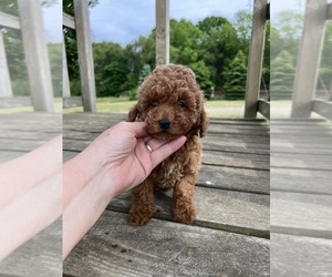 Poodle (Toy) Puppy for sale in NILES, MI, USA