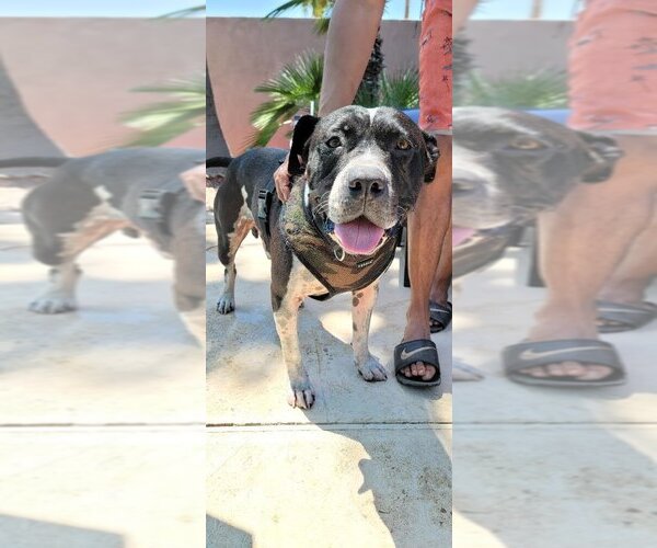 Medium Photo #6 American Bulldog-Unknown Mix Puppy For Sale in Chandler, AZ, USA