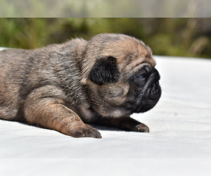 Pug Puppy for sale in PALM COAST, FL, USA