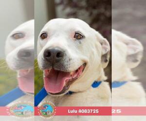 LULU - Female American Bulldog-Unknown Mix Dog for Adoption - Photo #2