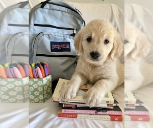 English Cream Golden Retriever Puppy for sale in GAINESVILLE, GA, USA