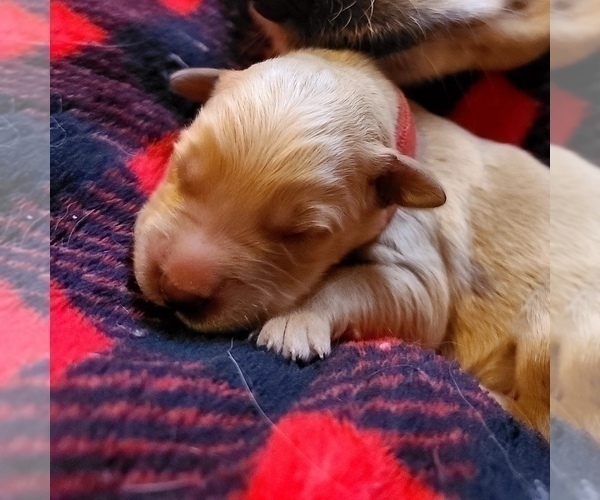 Medium Photo #4 Golden Retriever Puppy For Sale in AUSTIN, TX, USA