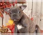 Small Photo #4 Faux Frenchbo Bulldog Puppy For Sale in MOUNT VERNON, OH, USA