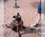Small #3 Staffordshire Bull Terrier Mix