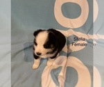 Small Photo #13 Australian Shepherd Puppy For Sale in EXETER, MO, USA