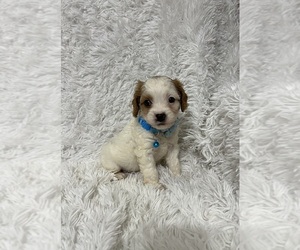 Cavapoo Puppy for sale in JEFFERSONVILLE, IN, USA