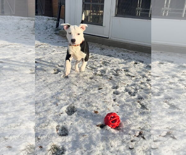 Medium Photo #7 American Pit Bull Terrier-Unknown Mix Puppy For Sale in Germantown, OH, USA
