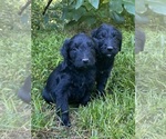Small #6 Goldendoodle