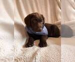 Small Photo #9 Labrador Retriever Puppy For Sale in LONG PINE, NE, USA