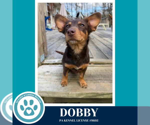 Medium Photo #1 Dachshund-Unknown Mix Puppy For Sale in Kimberton, PA, USA