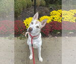 Small Photo #1 Siberian Husky-Unknown Mix Puppy For Sale in Rockaway, NJ, USA