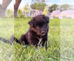 Chihuahua-Unknown Mix Dogs for adoption in Salt Lake City, UT, USA